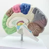 Human right brain functional zoning model