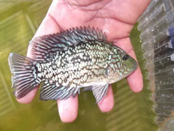 Red Texas Cichlid - Buy Cichlid Fish Tropical Fishes 