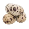 425G Canned boiled quail eggs - Quail eggs without shell