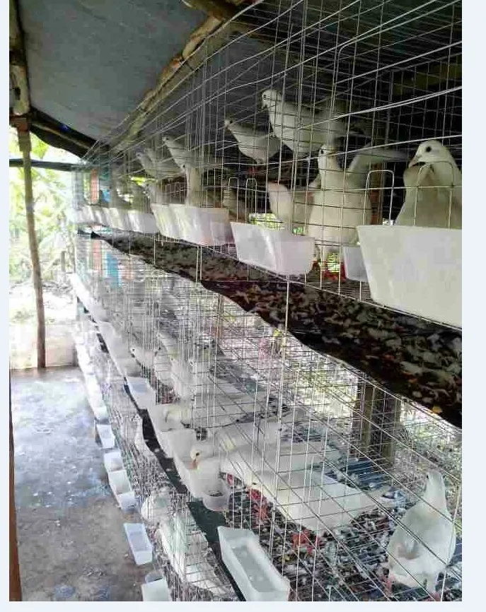 Commercial Professional Pigeon Breeding Cage Hjpc24 Buy Pigeon Cages