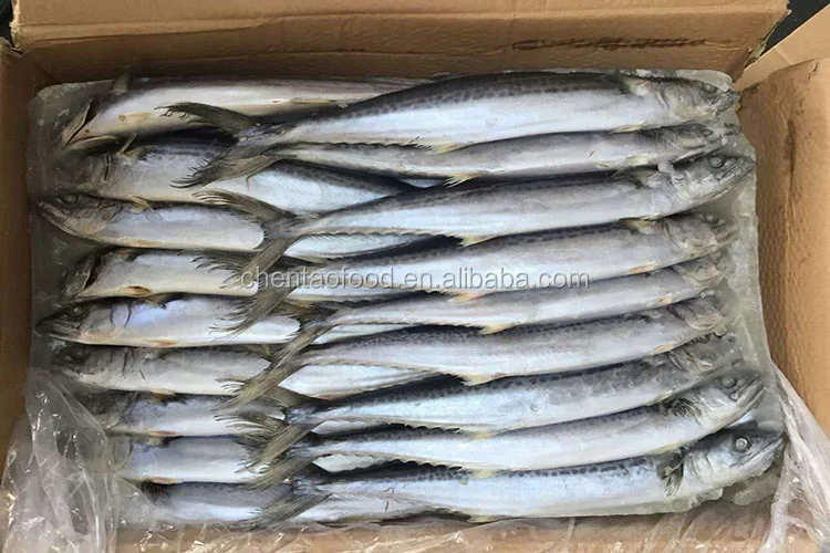 新鲜海鲜科学名称西班牙鲭鱼 Buy 科学名称鲭鱼 新鲜海鲜product On Alibaba Com