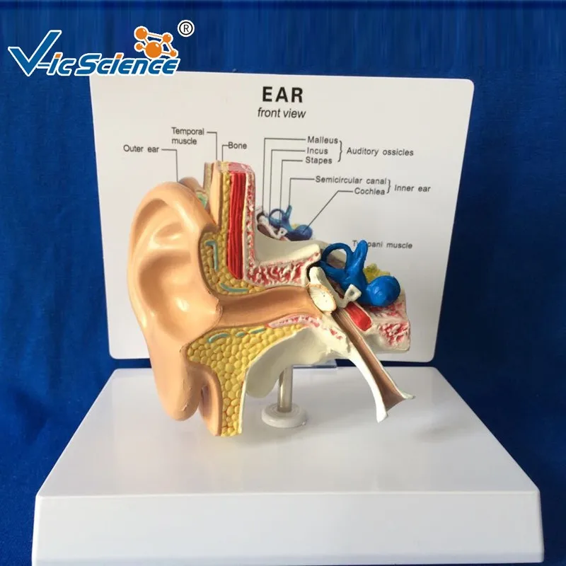 Medical Teaching Plastic Enlarge Ear Anatomical Model Buy Ear Model