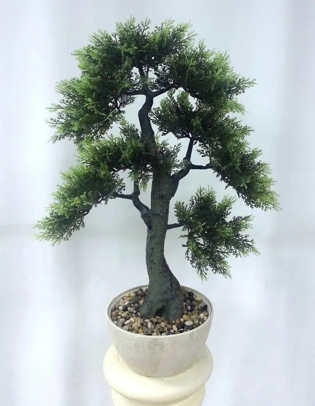 bonsai da interno bonsai da interno