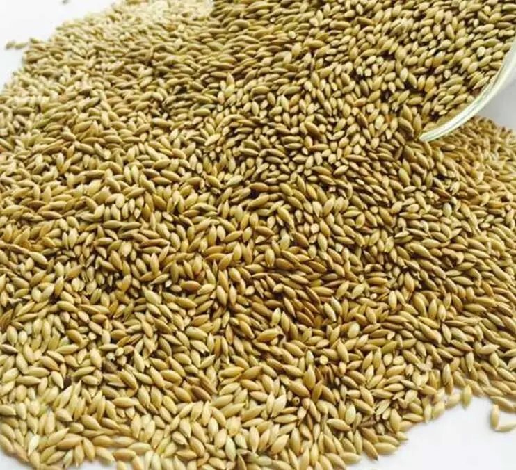 Canary seed for birds feed seeds