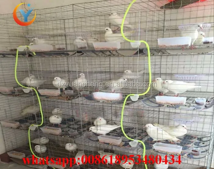 Pigeon Breeding Cage For Pigeon Layer Cages With Accessories For Sale