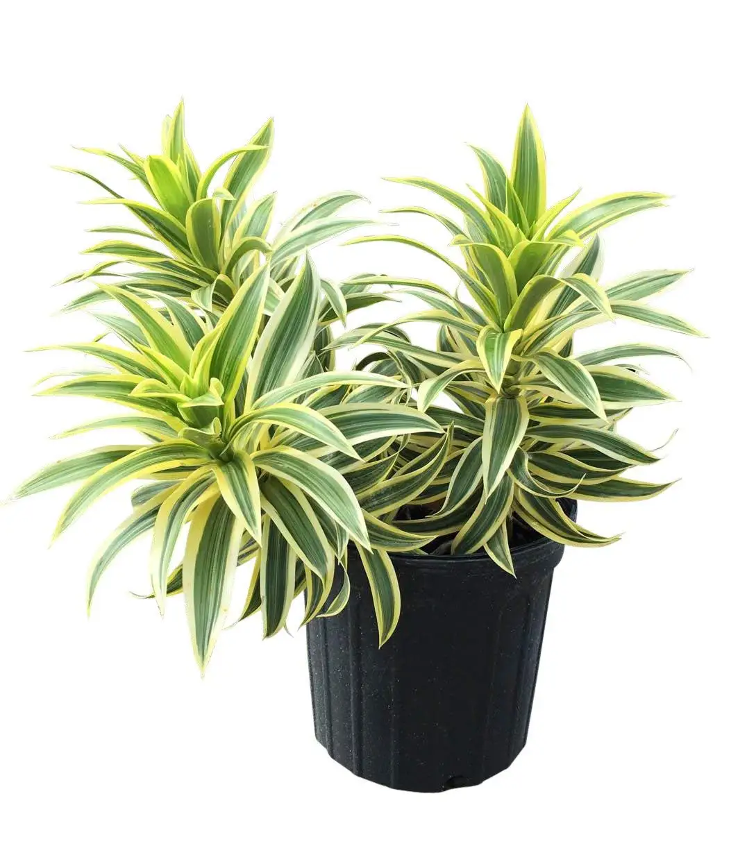 Dracaena Reflexa