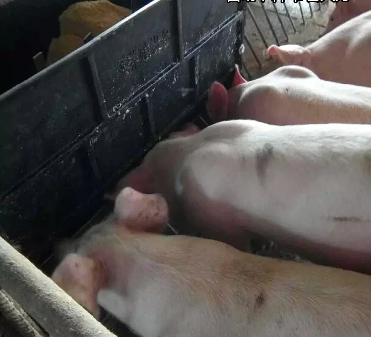 High Quality Plastic Double-Side Automatic Pig Feeding Plastic Pig Feed Trough Hog Feeders for Farming Equipment
