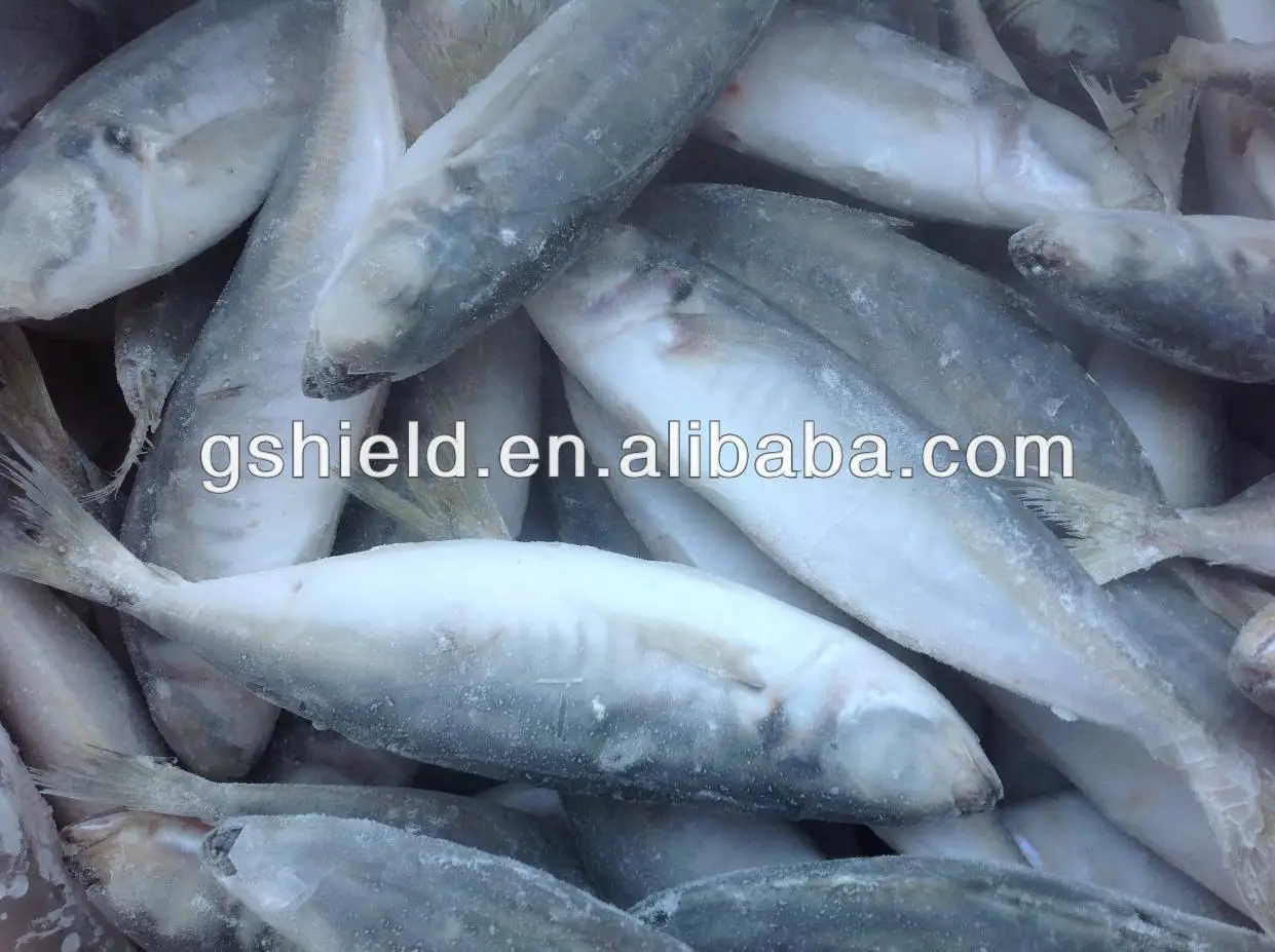 IQF trawl 6-8 round scad 10.jpg