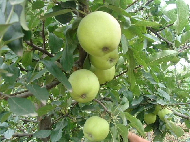 fresh green gala apple2.jpg