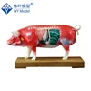 Animal Acupuncture Model Used For Veterinarian Reference Pig Acupuncture Model