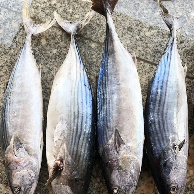 Frozen Bonito Fish For Bait.jpg