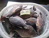 Fresh Dark color tilapia fish/ Frozen tilapia fish dark color 400-750 Grams