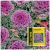 Cold resistant pink and green color kale seeds