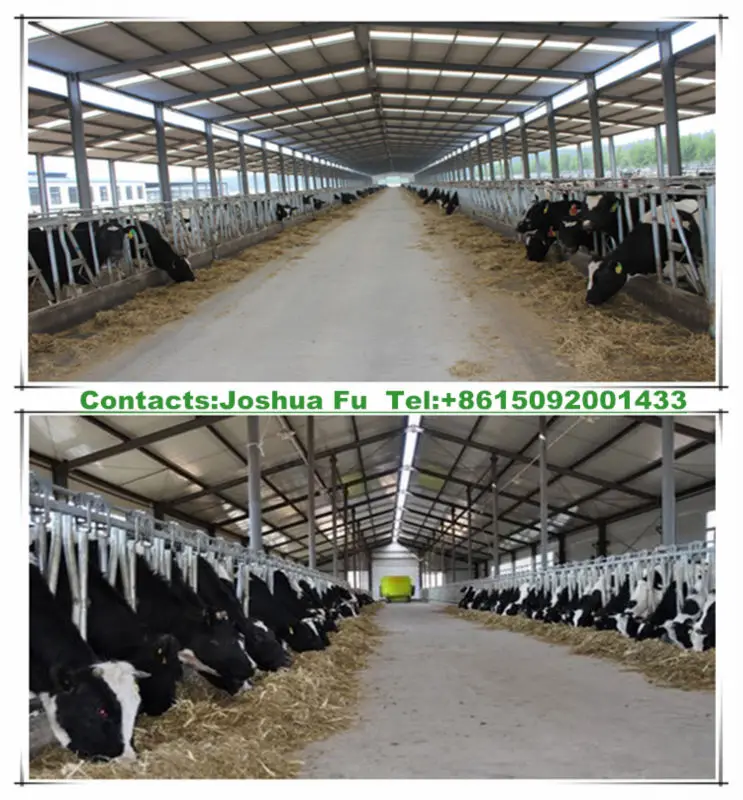 Prefabricated steel structure dairy farm shed for cow feeding industry