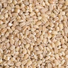 Barley Malt of Kazakstan