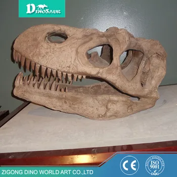 dinosaur head fossil for sale