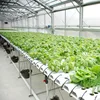 Rigid Lexan Plastic Sheets Reinforced Plastic Commercial Multi Span Greenhouses