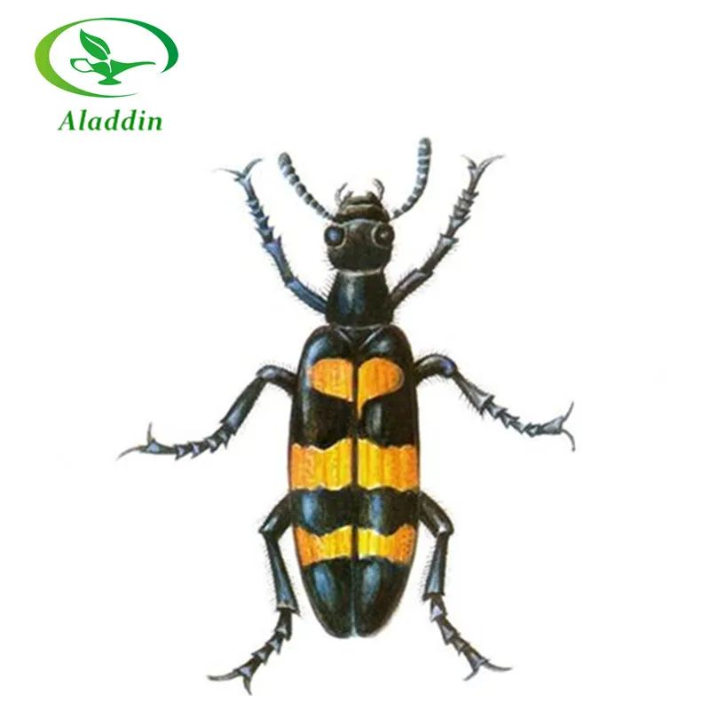 factory supply pure natural cantharides camphor / cantharidin