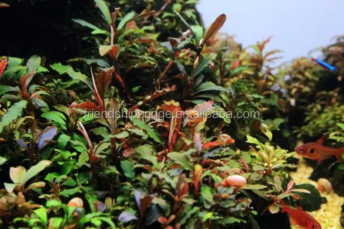 Bucephalandra .jpg