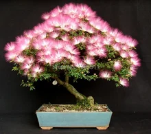 $0.99get 5 rare flower bonsai seeds Albizia Flower Mimosa Seeds Silk Tree bonsai tree for flower potted plants