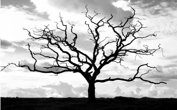 dry tree (1).png