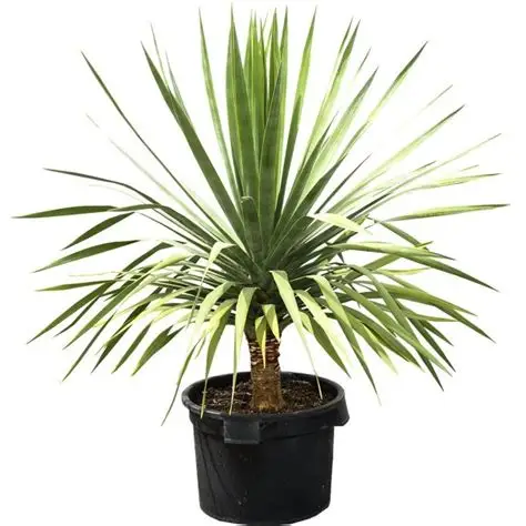 Dracaena Draco Bonsai Dracaena Draco Bonsai