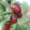 Different grades of natural color dried red dates factory supplier