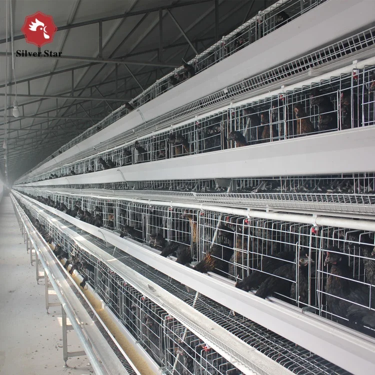 chicken farm egg layer cages Africa.JPG