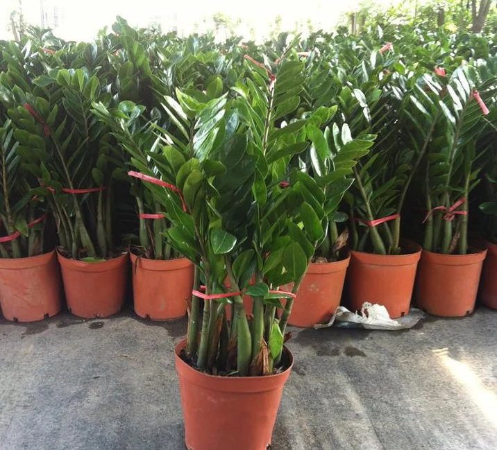 Green Plant Potted Money Tree Plant Zamioculcas Buy Zamioculcas Zamioculcas Zamiifolia Green Zamioculcas Plant Product On Alibaba Com