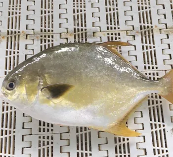 hot selling best fresh golden pomfret export