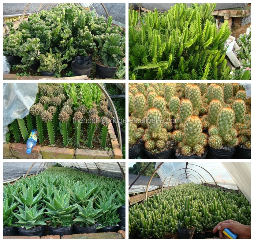 mini small big size multi color outdoor indoor cactus bonsai