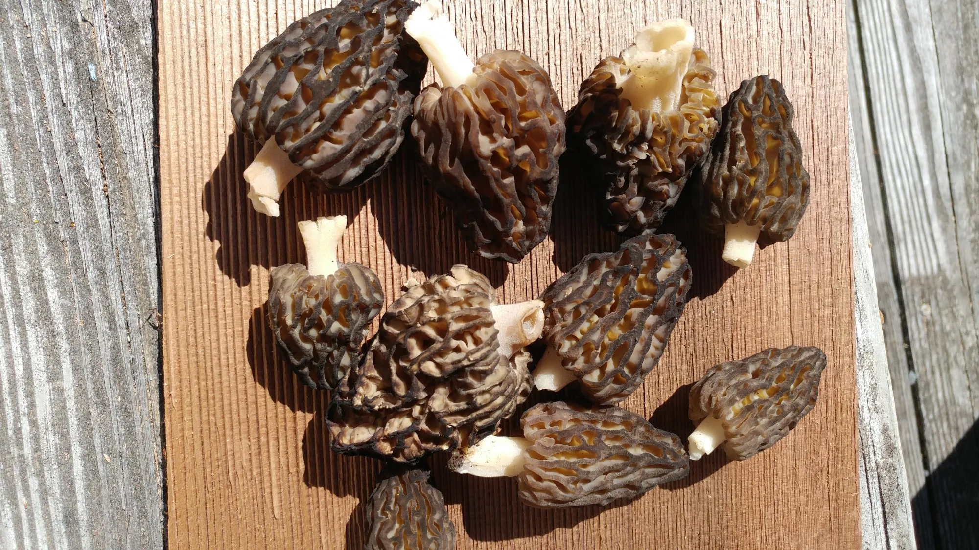 morels-0417.jpg