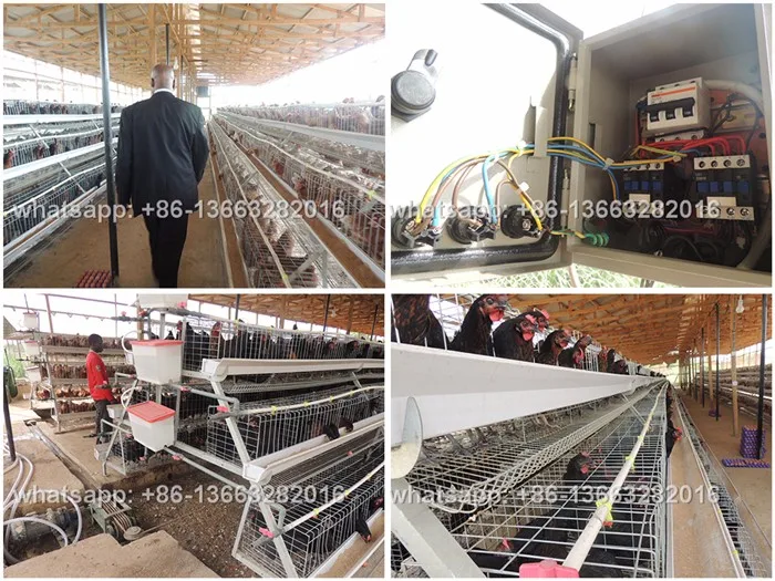 African Automatic Chicken Cage For 1 Day Old Chicks Farm Buy