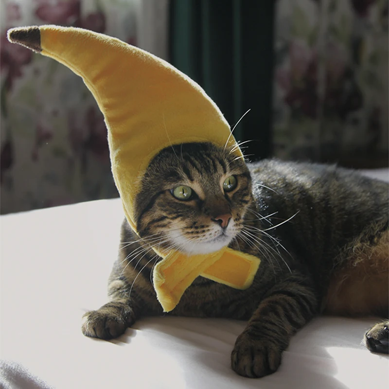Кошка с шапка банана. Кошка в костюме банана. Кот в форме банана. Костюм банана Кэта. Можно ли кошкам банан