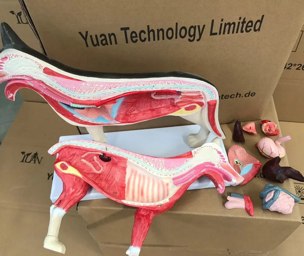 Life Size Dog Torso And Trunk Anatomy Model Buy Dog Anatomical Model