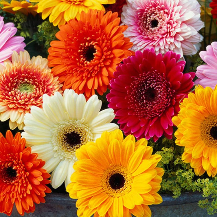 fresh cut gerbera flowers with wholesale price