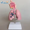 Human respiratory system model