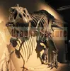 Exhibition equipment dinosaur fossil skeleton replica