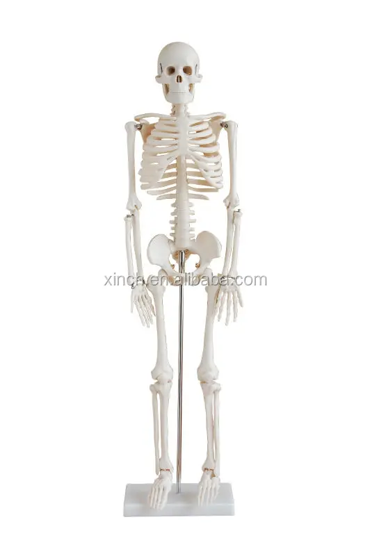 85CM Cheap Plastic Human Skeleton Made In China