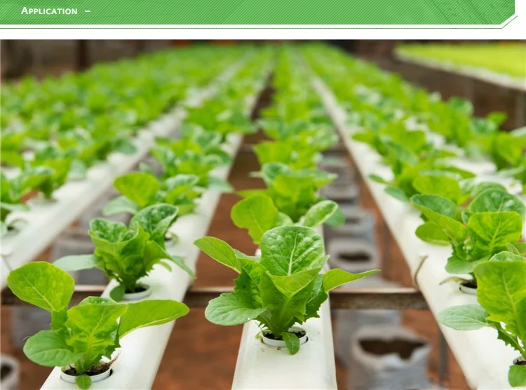 Complete Hydroponic Lettuce Trough Nft Pvc Pipe For Greenhouse Buy