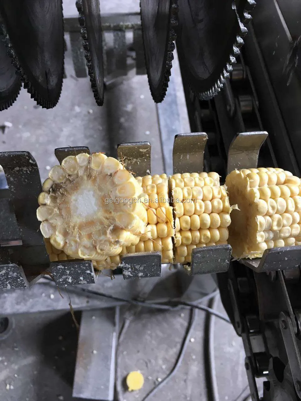 Automatic Corn Stalk Cutting Machine/fresh Sweet Corn Cutter Machine