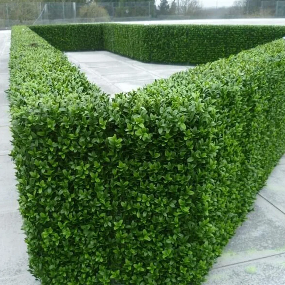58 Years Warranty Diy Landscaping Artificial Outdoor Boxwood Hedges