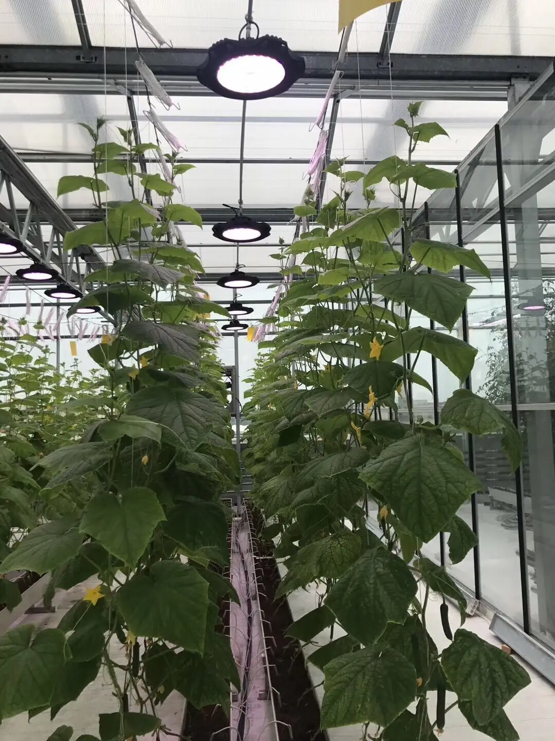 2ft 4ft Vertical Greenhouse Farming Fluorescent Led Grow Lamp