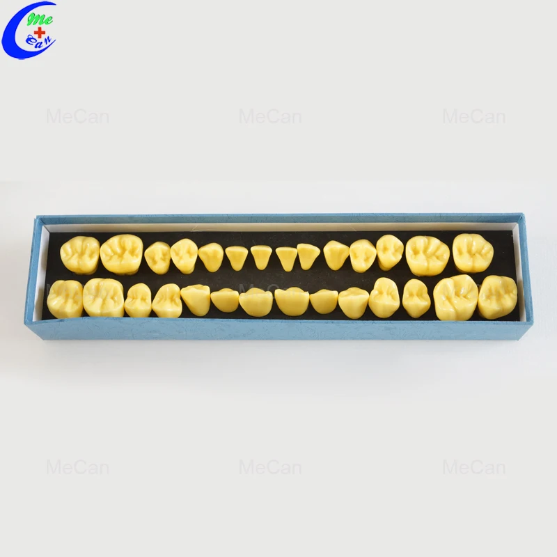 dental model teeth.jpg