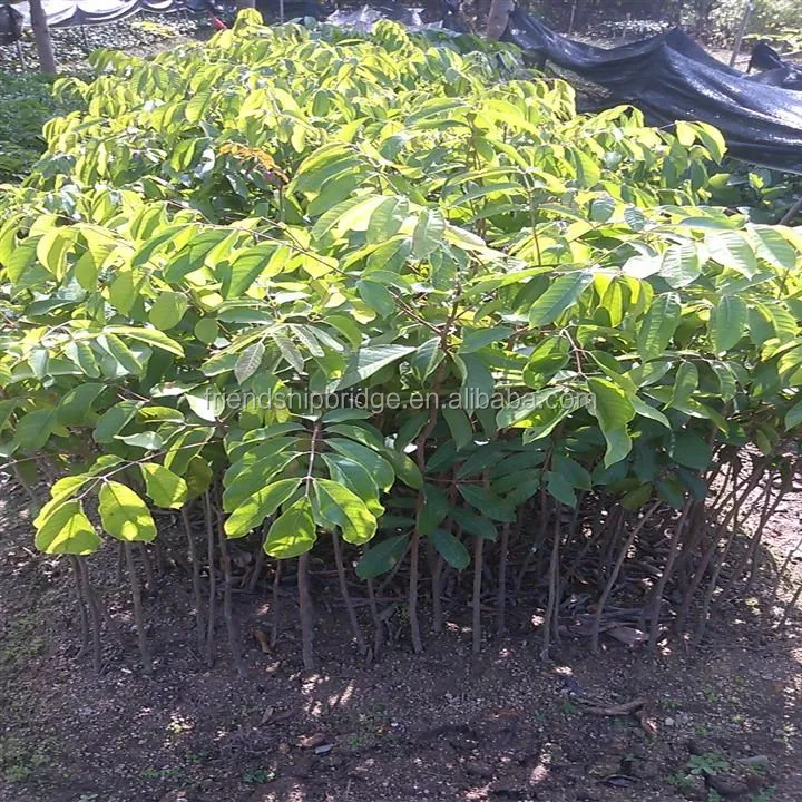 Nursery Plant Canarium Album Tree Seedlings For Sale Buy Nursery