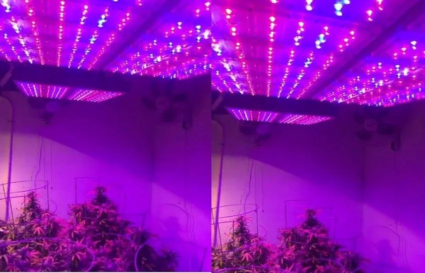 LUXINT 2019 new hydroponic high power 2000W led grow lights with full spectrum 5 years warranty