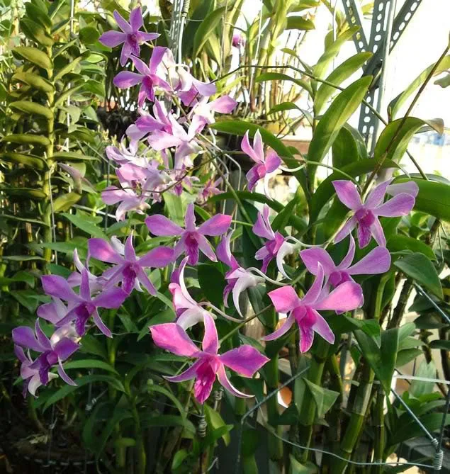 2:1 5:1 dendrobium nobile extract herba dendrob