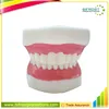 5 times Human Body Anatomy Teeth Dental Study Model