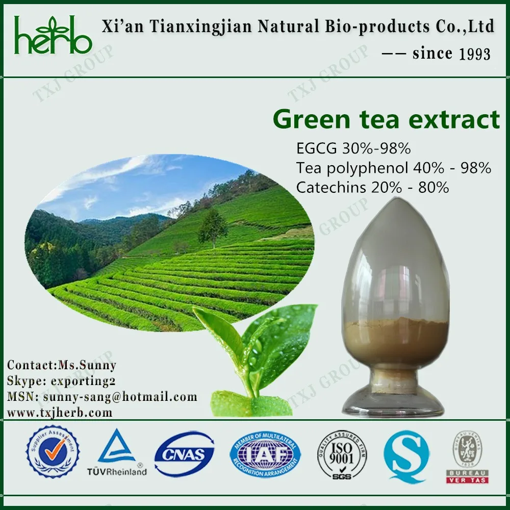 Camellia Sinensis Leaf P.e. - Buy Camellia Sinensis Leaf P.e.,Green Tea