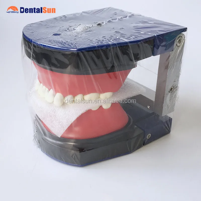 歯科矯正typodont研究歯モデル 歯科矯正鋼歯モデル Buy 矯正タイポドント研究歯モデル 歯解剖モデル 歯列矯正鋼歯モデル Product On Alibaba Com